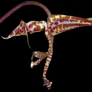 Gongora powellii
