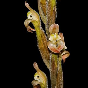 Sarcoglottis grandiflora