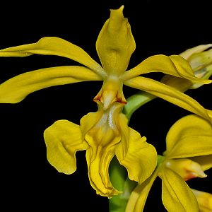 Calanthe sieboldii