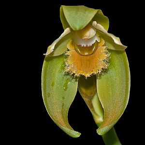 Sudamerlycaste ariasii - Synonym: Ida ariasii