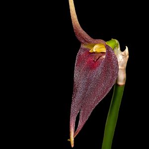 Masdevallia christae