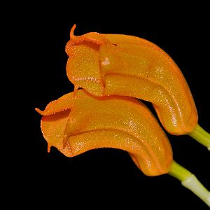 Masdevallia mendozae