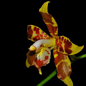 Oncidium spectatissimum - Synonym: Odontoglossum spectatissimum