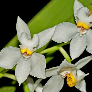 Cuitlauzina pulchella