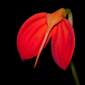 Masdevallia ignea
