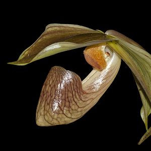 Paphiopedilum platyphyllum