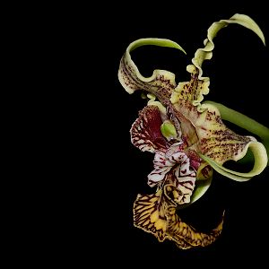 Dendrobium spectabile