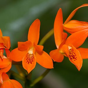 Cattleya aurantiaca