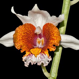 Gastrorchis tuberculosa