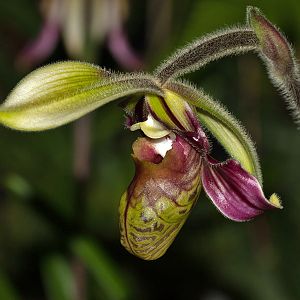 Paphiopedilum sangii