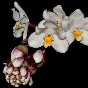 Eulophiella elisabethae