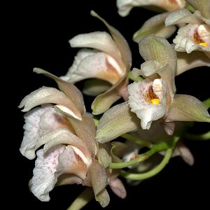 Bifrenaria racemosa
