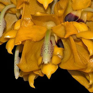 Stanhopea anfracta