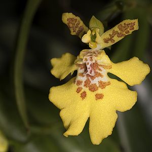 Erycina crista-galli
