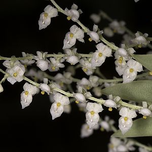 Ornitocephalus manabina
