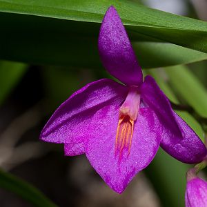 Barkeria skinneri