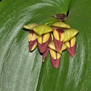 Pleurothallis marthae
