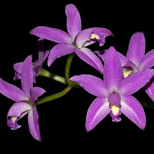 Cattleya caulescens - Synonym: Laelia caulescens