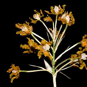 Schomburgkia fimbriata