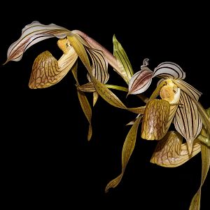 Paphiopedilum kolopakingii