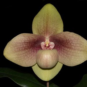 Paphiopedilum hangianum