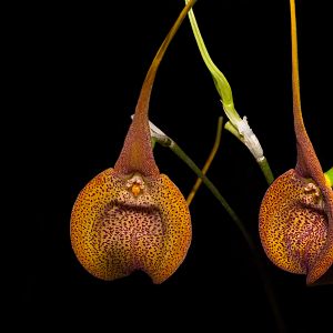 Masdevallia princeps