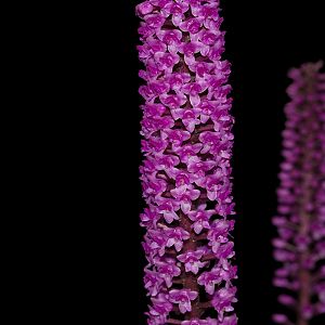 Arpophyllum giganteum