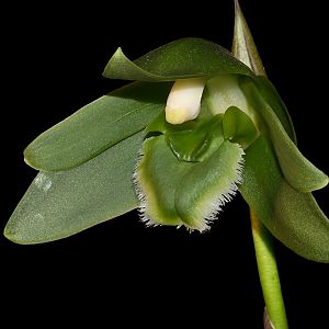 Sudamerlycaste locusta - Synonym: Lycaste locusta