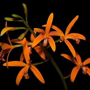 Cattleya mirandae
