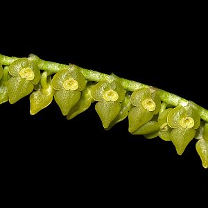 Stelis spec.