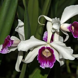 Laelia purpurata