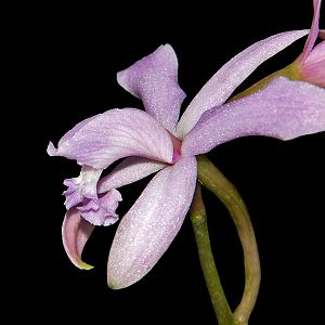 Cattleya caulescens - Synonym: Laelia crispilabia
