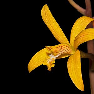 Cattleya hoehnei - Synonym: Laelia mixta