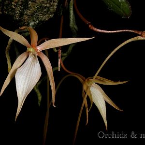 Aerangis distincta