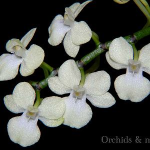 Aerangis citrata