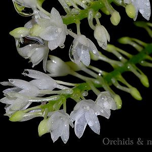 Aerangis hyaloides