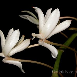 Aerangis ellisii