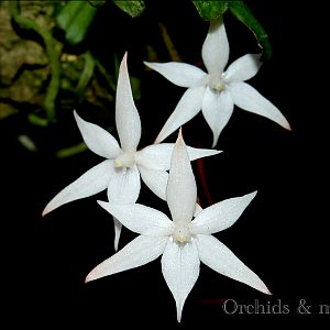 Aerangis kirkii