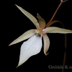 Aerangis umbonata