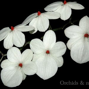 Aerangis rhodosticta