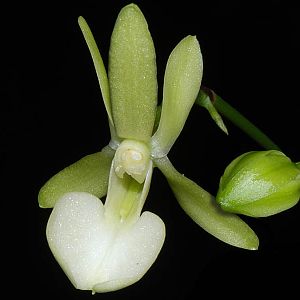 Dendrophylax funalis