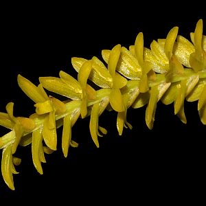 Dendrochilum javierense
