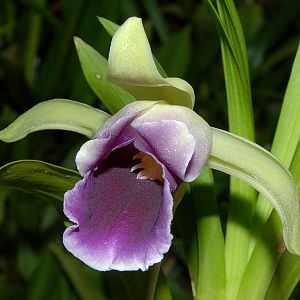 Cochleanthes discolor