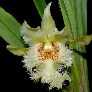 Chondroscaphe amabilis