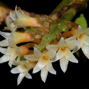 Campylocentrum micranthum
