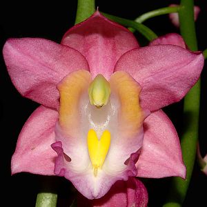 Gastrorchis humblotii