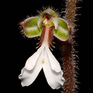 Anectochilus elwesii
