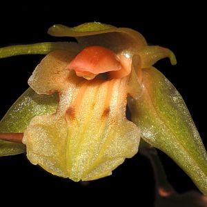 Coelogyne radicosa