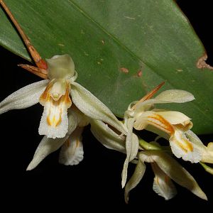 Coelogyne longipes