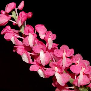 Dyakia hendersoniana